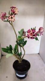 Planta Dobrada 3500 – 35cm – 03 anos - Imagem 2