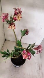 Planta Dobrada 3500 – 35cm – 03 anos - Imagem 5