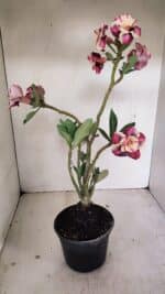 Planta Dobrada 3500 – 35cm – 03 anos - Imagem 4