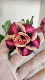 Planta Dobrada 3500 – 35cm – 03 anos