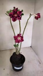 Planta Dobrada 3501 – 35cm – 03 anos - Imagem 2