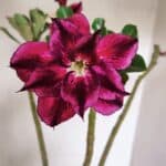 Planta Dobrada 3501 – 35cm – 03 anos