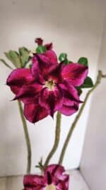 Planta Dobrada 3501 – 35cm – 03 anos