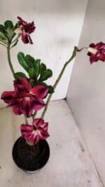 Planta Dobrada 3501 – 35cm – 03 anos - Imagem 4