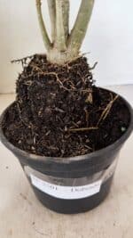 Planta Dobrada 3501 – 35cm – 03 anos - Imagem 7