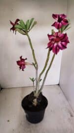 Planta Dobrada 3501 – 35cm – 03 anos - Imagem 6