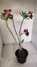 Planta Dobrada 3501 – 35cm – 03 anos - Imagem 5