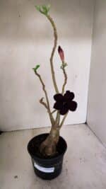 Planta Dobrada 3502 – 35cm – 03 anos - Imagem 2