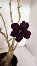 Planta Dobrada 3502 – 35cm – 03 anos