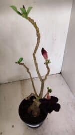 Planta Dobrada 3502 – 35cm – 03 anos - Imagem 6