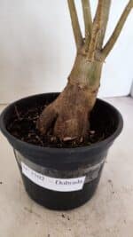 Planta Dobrada 3502 – 35cm – 03 anos - Imagem 5