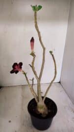 Planta Dobrada 3502 – 35cm – 03 anos - Imagem 4