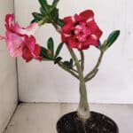 Planta Dobrada 3503 – 28cm – 02 anos