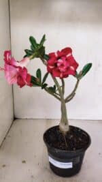 Planta Dobrada 3503 – 28cm – 02 anos