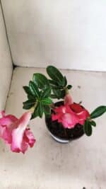 Planta Dobrada 3503 – 28cm – 02 anos - Imagem 5