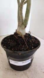 Planta Dobrada 3503 – 28cm – 02 anos - Imagem 4