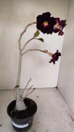 Planta Dobrada 3504 – 35cm – 03 anos - Imagem 2