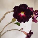 Planta Dobrada 3504 – 35cm – 03 anos