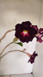 Planta Dobrada 3504 – 35cm – 03 anos