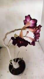 Planta Dobrada 3504 – 35cm – 03 anos - Imagem 4