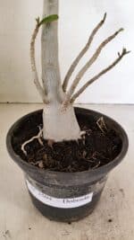 Planta Dobrada 3504 – 35cm – 03 anos - Imagem 6