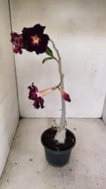 Planta Dobrada 3504 – 35cm – 03 anos - Imagem 5