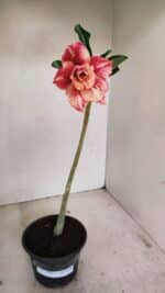 Planta Dobrada 3505 – 30cm – 02 anos - Imagem 2