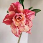 Planta Dobrada 3505 – 30cm – 02 anos