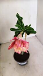 Planta Dobrada 3505 – 30cm – 02 anos - Imagem 4