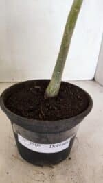 Planta Dobrada 3505 – 30cm – 02 anos - Imagem 6