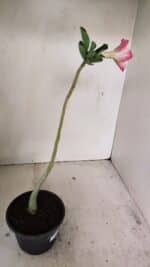 Planta Dobrada 3505 – 30cm – 02 anos - Imagem 5