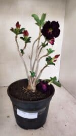 Planta Dobrada 3506 – 35cm – 03 anos - Imagem 2