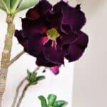 Planta Dobrada 3506 – 35cm – 03 anos