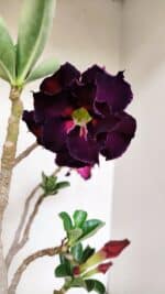 Planta Dobrada 3506 – 35cm – 03 anos