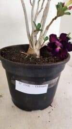 Planta Dobrada 3506 – 35cm – 03 anos - Imagem 5