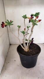 Planta Dobrada 3506 – 35cm – 03 anos - Imagem 6