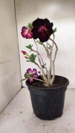Planta Dobrada 3506 – 35cm – 03 anos - Imagem 4