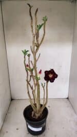 Planta Dobrada 3507 – 40cm – 03 anos - Imagem 2