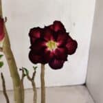 Planta Dobrada 3507 – 40cm – 03 anos