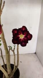 Planta Dobrada 3507 – 40cm – 03 anos