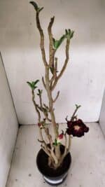 Planta Dobrada 3507 – 40cm – 03 anos - Imagem 7