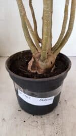 Planta Dobrada 3507 – 40cm – 03 anos - Imagem 6