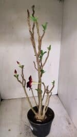 Planta Dobrada 3507 – 40cm – 03 anos - Imagem 5