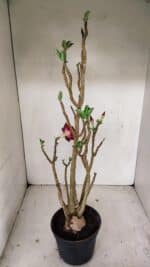 Planta Dobrada 3507 – 40cm – 03 anos - Imagem 4