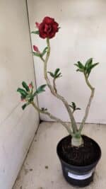 Planta Dobrada 3508 – 35cm – 03 anos - Imagem 2