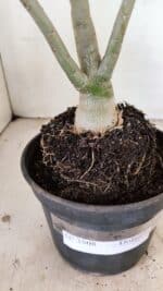 Planta Dobrada 3508 – 35cm – 03 anos - Imagem 7