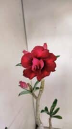 Planta Dobrada 3508 – 35cm – 03 anos - Imagem 4