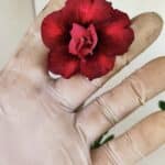 Planta Dobrada 3508 – 35cm – 03 anos