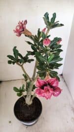 Planta Dobrada 3509 – 35cm – 03 anos - Imagem 4