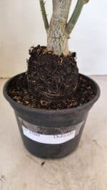 Planta Dobrada 3509 – 35cm – 03 anos - Imagem 7